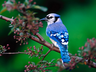 oiseaubleu1.jpg